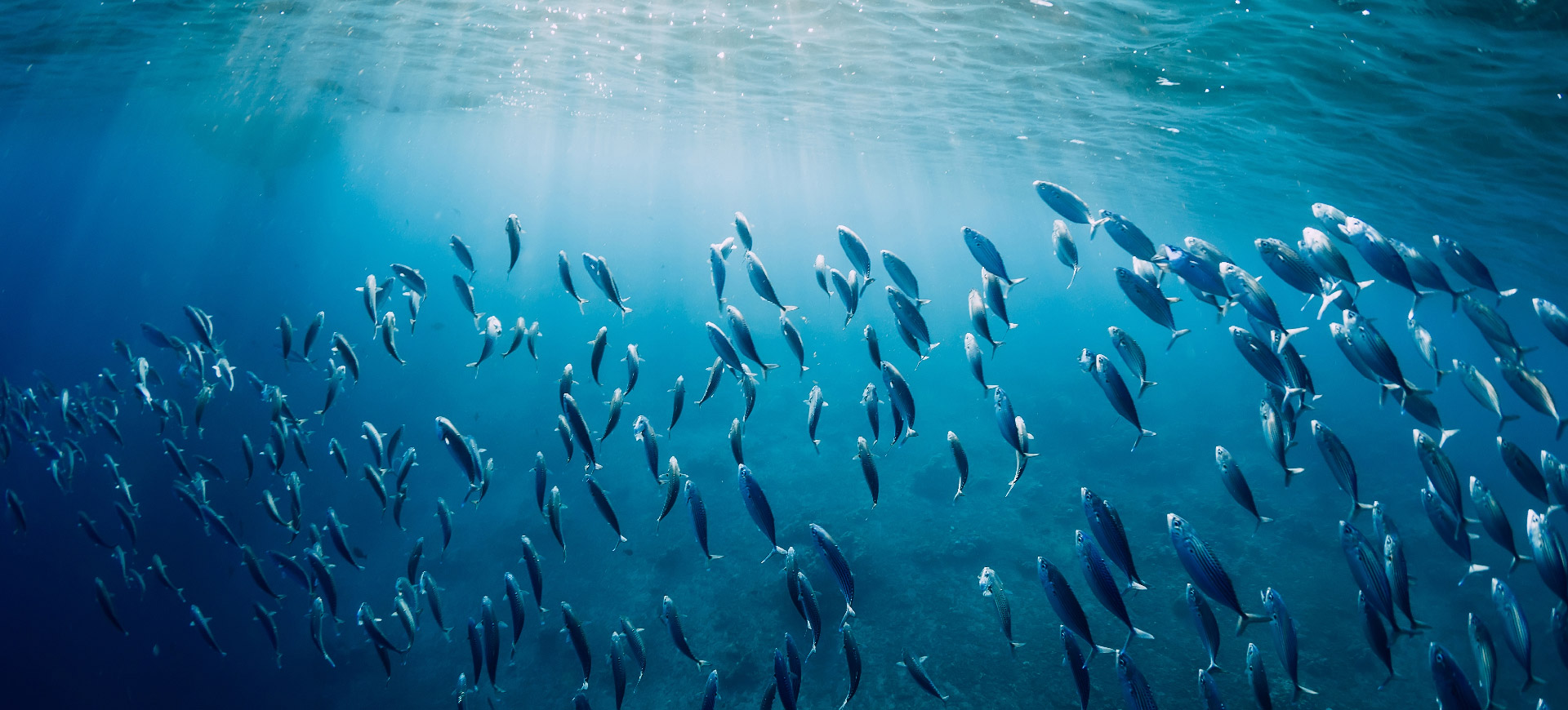 A Guide to Different Types of Tuna