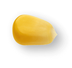 corn 01@0.75x