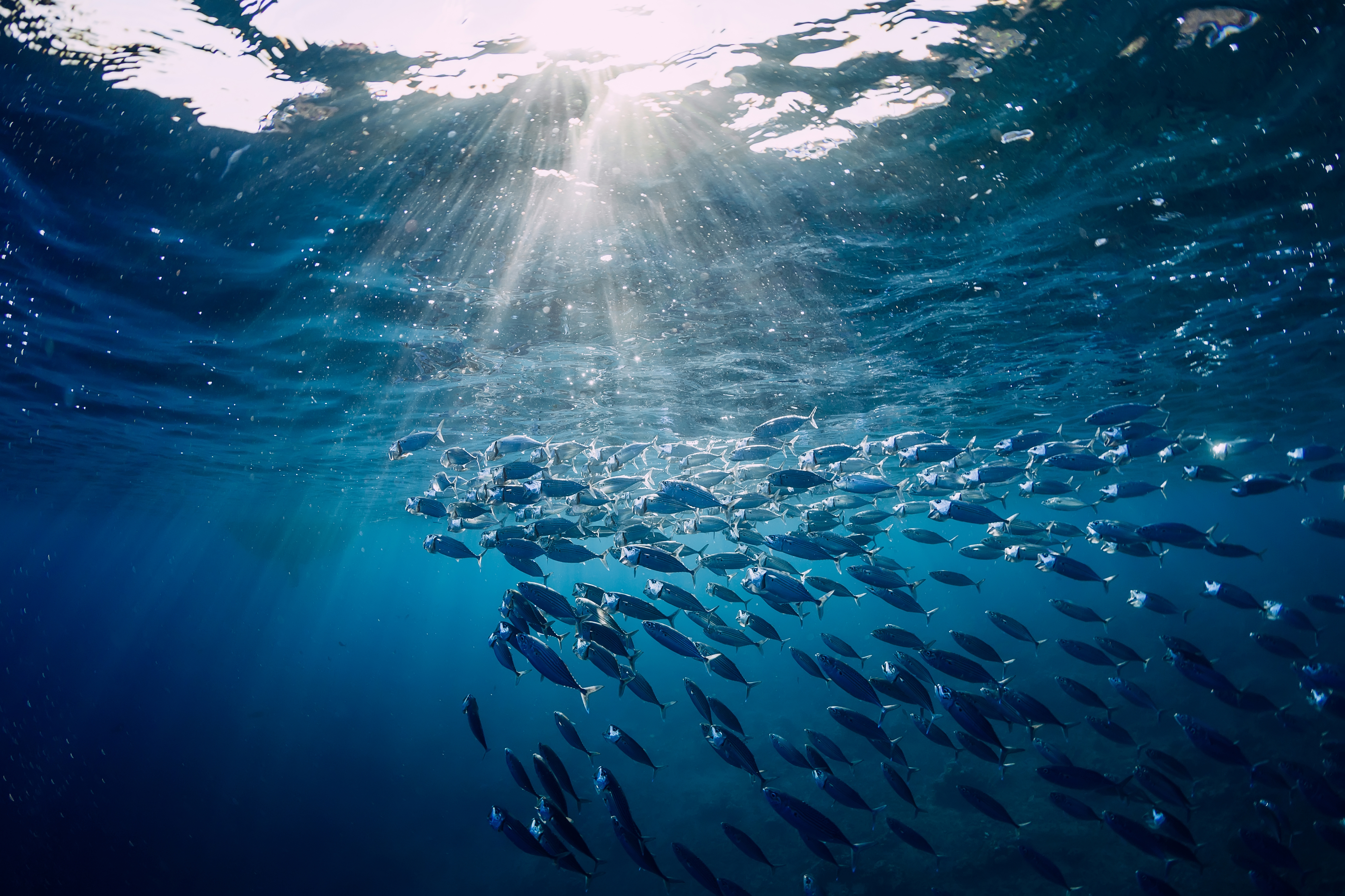 Why Sustainable Seafood Matters